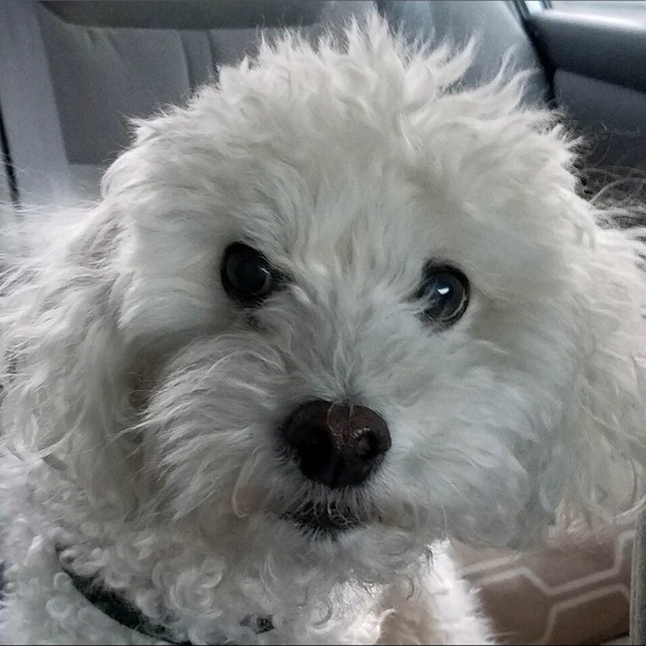 Meet your Posher, Allie - Picture 1 of 1